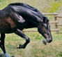 Caballus_Carnivoress avatar